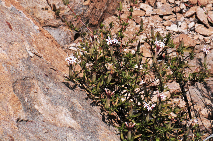 Bigelow's Bristlehead is found in a variety of habitat preferences which often include large and small rocks and boulders. There are found in upland Sonoran desert habitats, chaparral and pinyon-juniper and canyons. Carphochaete bigelovii